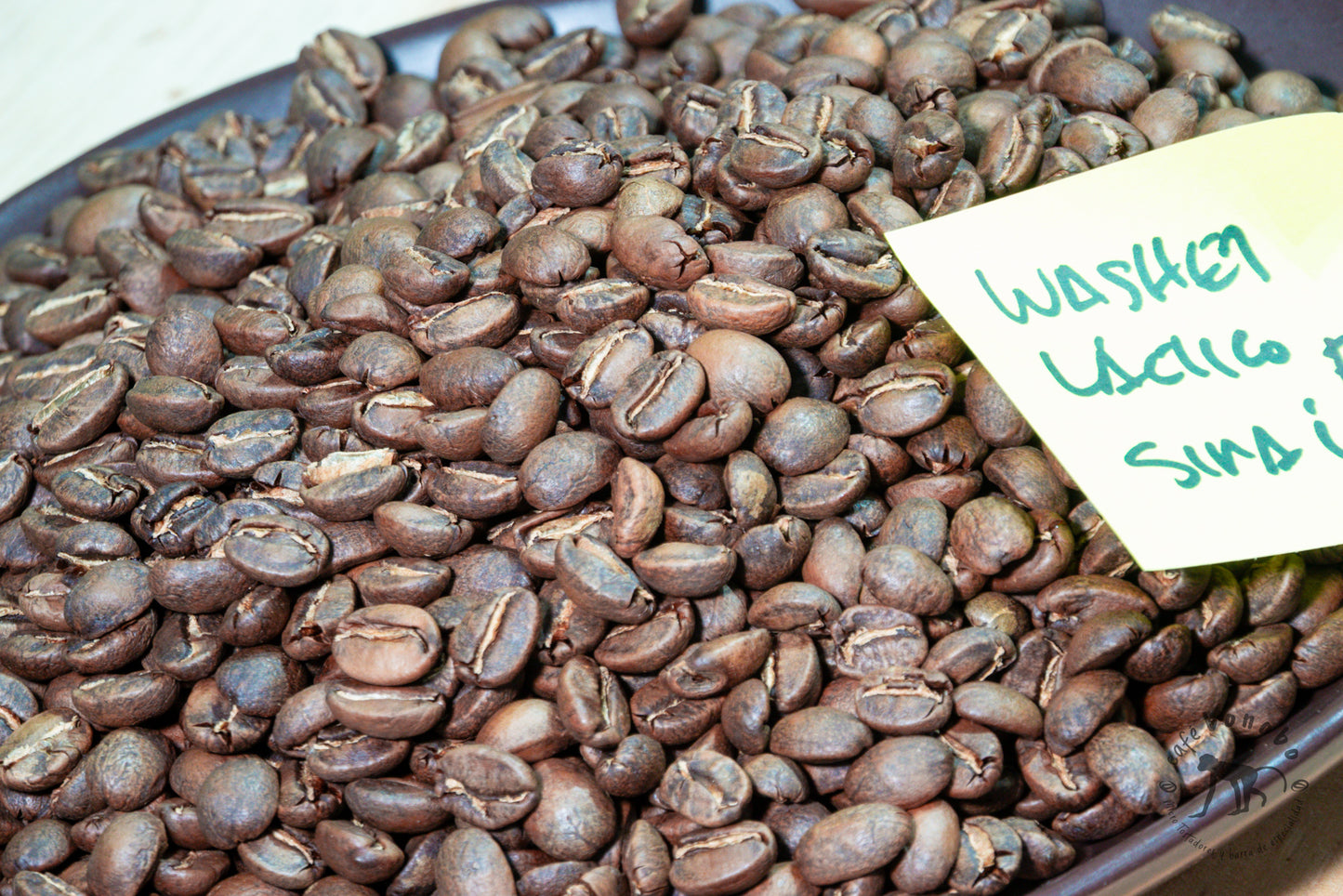 Café Lavado Láctico Typica