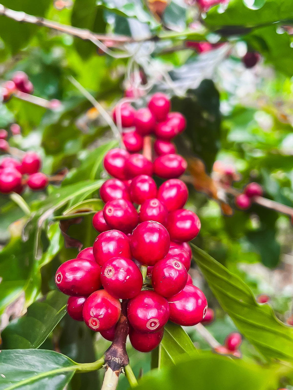 Café Geisha Black Honey